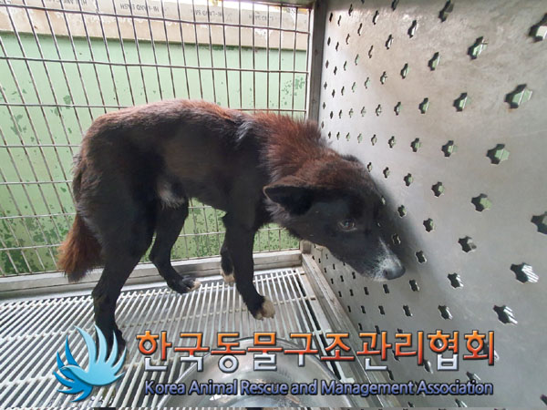 믹스견 이미지 파일 입니다.